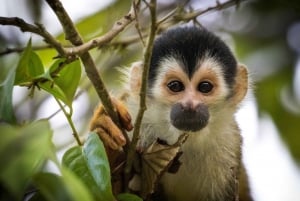 Uvita: Terraba Sierpe Wildlife Mangrove Kayak Tour CostaRica