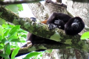 Uvita: Terraba Sierpe Wildlife Mangrove Kayak Tour CostaRica