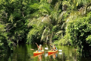 Uvita: Terraba Sierpe Wildlife Mangrove Kayak Tour CostaRica