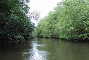ウビタ：テラバ シエルペ野生動物マングローブ カヤック ツアー コスタリカ