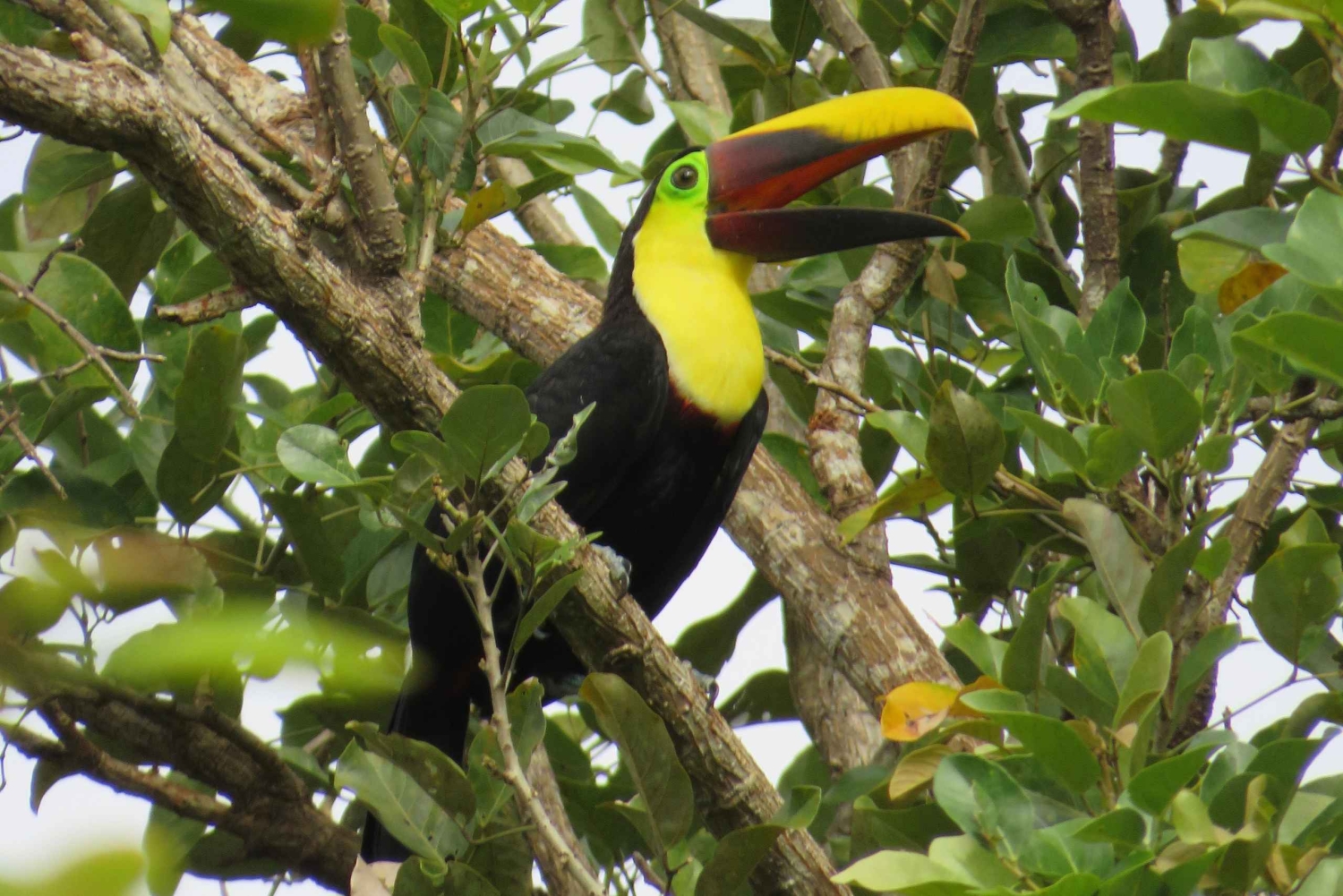 Uvita : Aventure et cascade