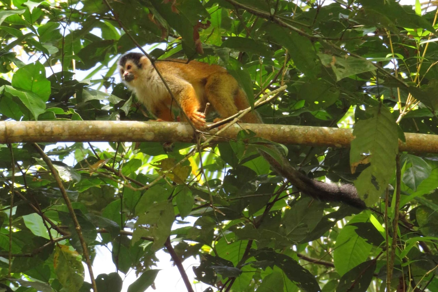 Uvita: tur til fossefall og mangrover