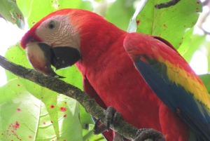 Uvita: tur til fossefall og mangrover