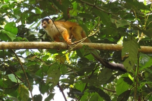 Uvita: tur til fossefall og mangrover