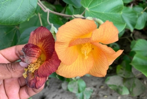 Uvita: tur til fossefall og mangrover