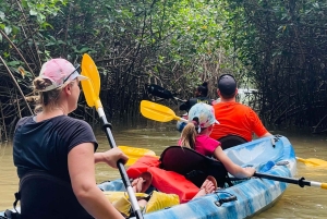 Uvita: tur til fossefall og mangrover