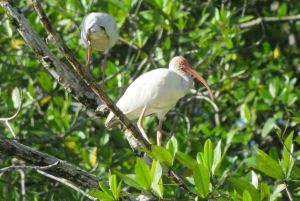 Uvita: tur til fossefall og mangrover