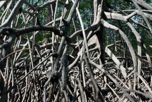 Uvita: tur til fossefall og mangrover