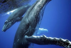 Uvita: Whale Watching at the Marino Ballena National Park