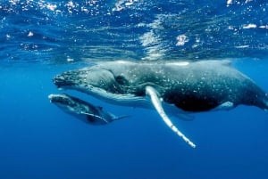 Uvita: Whale Watching at the Marino Ballena National Park