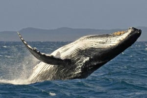 Uvita: Whale Watching at the Marino Ballena National Park