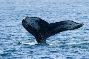 Uvita: Whale Watching at the Marino Ballena National Park