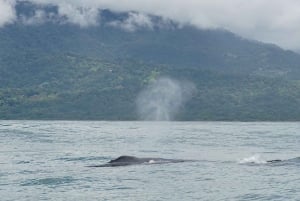 Uvita: Whale Watching at the Marino Ballena National Park