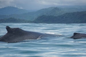 Uvita: Whale Watching at the Marino Ballena National Park