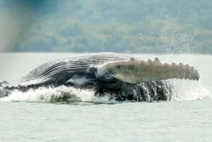 ウビタ：ドリンクと軽食付きのホエールウォッチングボートツアー