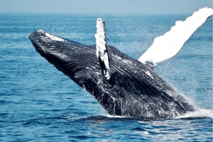 Uvita: Whale Watching im Marino Ballena National Park