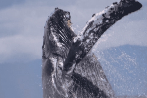 Uvita: Whale Watching im Marino Ballena National Park