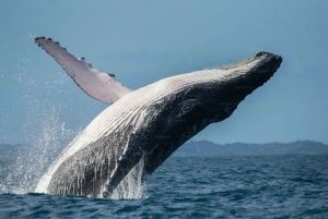Uvita: Whale Watching im Marino Ballena National Park