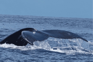 Uvita: Whale Watching im Marino Ballena National Park