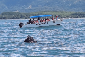 Uvita: Whale Watching im Marino Ballena National Park
