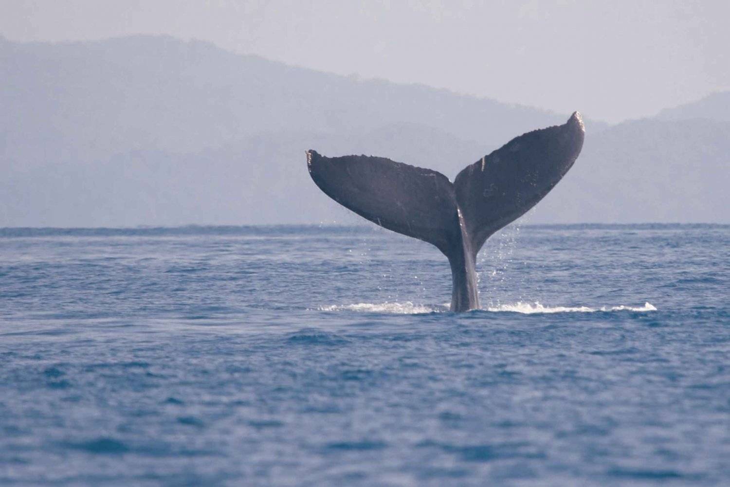 Uvita: Tour del Parco Nazionale Marino Ballena per l'avvistamento delle balene