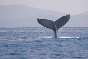 Uvita: Excursión de Avistamiento de Ballenas en el Parque Nacional Marino Ballena