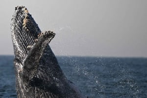 Uvita: Excursión de Avistamiento de Ballenas en el Parque Nacional Marino Ballena