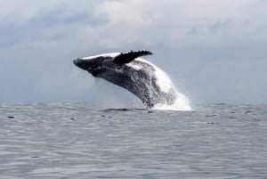 Uvita: Excursión de Avistamiento de Ballenas en el Parque Nacional Marino Ballena