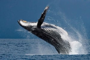 Uvita: Whales and Dolphins Watching Tour - Bahia Ballena