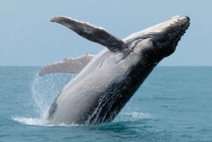 Uvita: Whales and Dolphins Watching Tour - Bahia Ballena