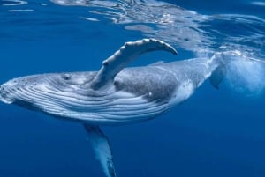 Uvita: Whales and Dolphins Watching Tour - Bahia Ballena