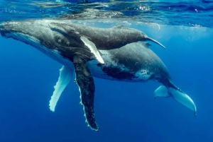 Uvita: Val- och delfinskådning - Bahia Ballena
