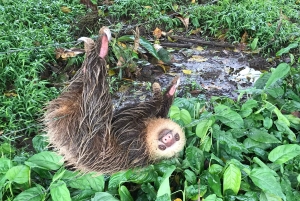 Opastettu kierros Venadon luoliin