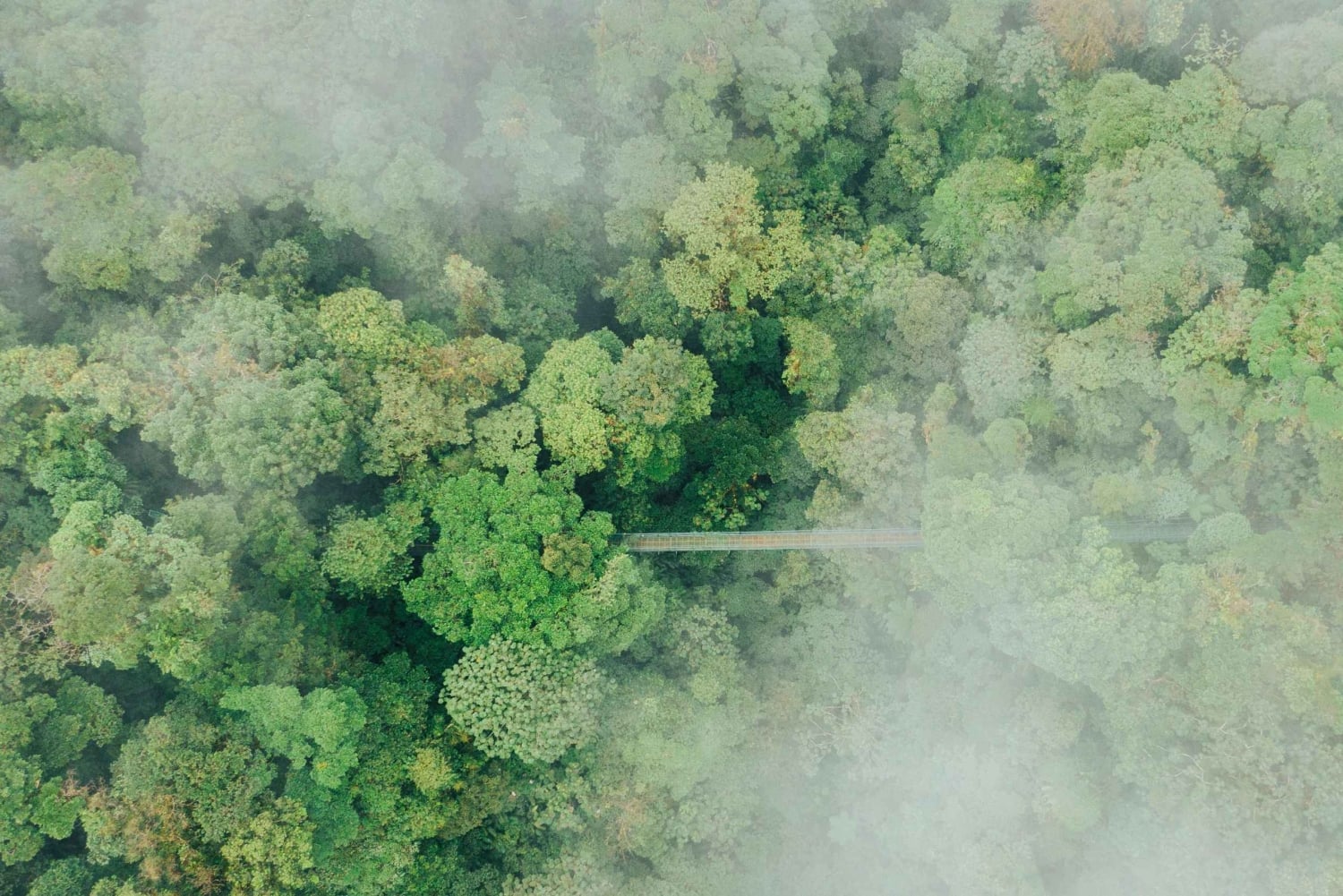 Caminata en los puentes colgantes de Selvatura Park