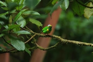 Caminata en los puentes colgantes de Selvatura Park