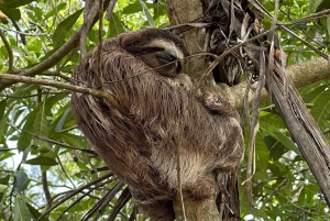 Vattenfall med kaffe, ananas + kokosnöt