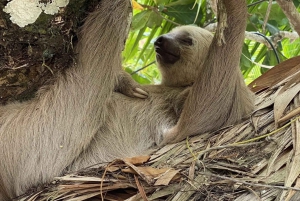 Vattenfall med kaffe, ananas + kokosnöt