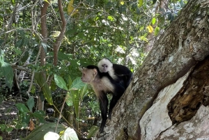 Vattenfall med kaffe, ananas + kokosnöt
