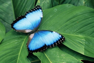 Waterfall with coffee, pineapple + coconut