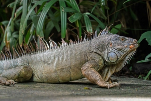 Waterfall with coffee, pineapple + coconut