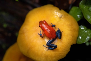 Waterfall with coffee, pineapple + coconut