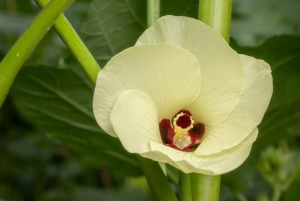 Waterfall with coffee, pineapple + coconut