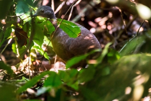 Waterfall with coffee, pineapple + coconut