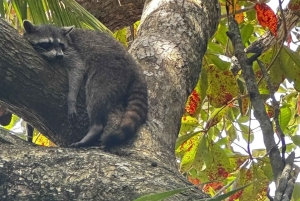 Waterfall with coffee, pineapple + coconut