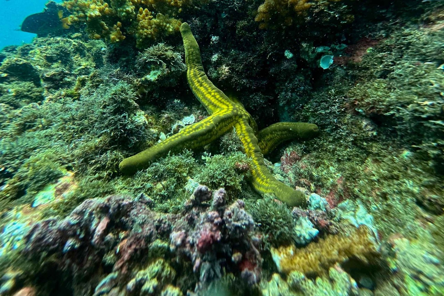 Uvita, Snorkeling Tour in Caño Island Biological Reserve