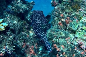 Uvita, Snorkeling Tour in Caño Island Biological Reserve