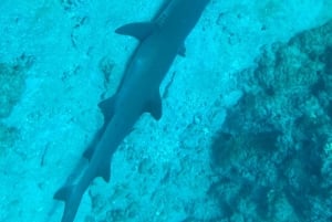 Uvita, Snorkeling Tour in Caño Island Biological Reserve