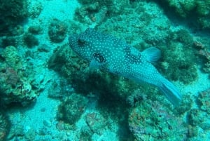 Uvita, Snorkeling Tour in Caño Island Biological Reserve