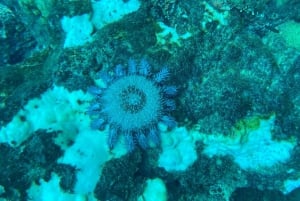 Uvita, Snorkeling Tour in Caño Island Biological Reserve