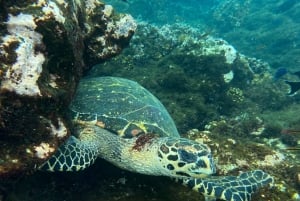 Uvita, Snorkeling Tour in Caño Island Biological Reserve